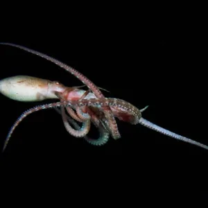 Night scuba dive with guide and safety equipment