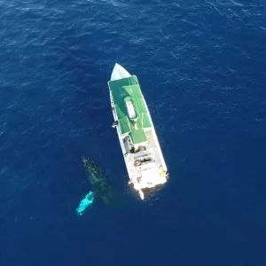 Boat with cushioned seats for whale watching tour