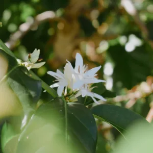 Tour guide leading Kona coffee seed to cup experience