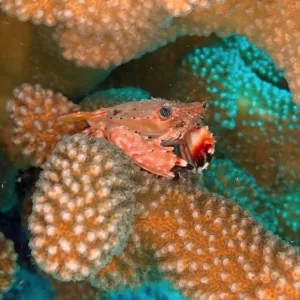 Seven-night dive trip at Atlantis Resort