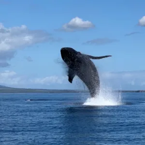 Boat cruising near whales off Maui coast