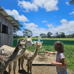 Children riding horses at summer camp ranch