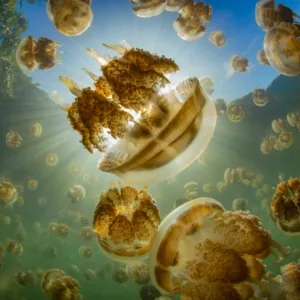 Scuba diver exploring coral reef during Palau dive package trip