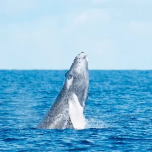 Private boat ready for whale watching tour