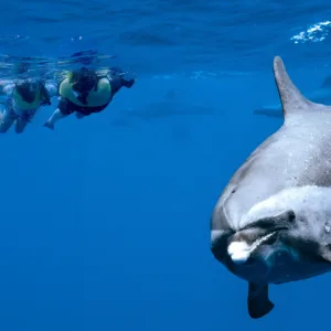 Families swimming with dolphins near catamaran