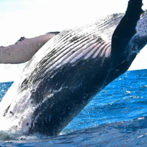Whale breaching near Honolulu coastline