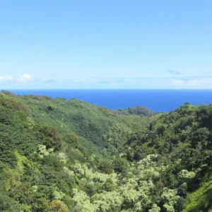 Lush rainforest along the Road to Hana