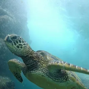 Snorkelers exploring vibrant coral reefs off Kona Coast