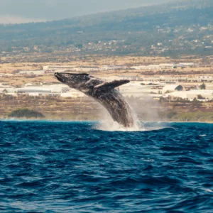 Whale breaching near boat off Kailua-Kona coast