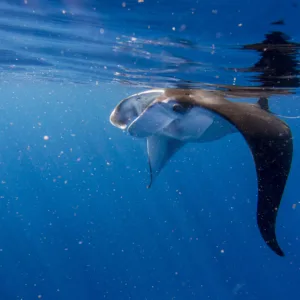 Daytime manta rays gliding through ocean waters