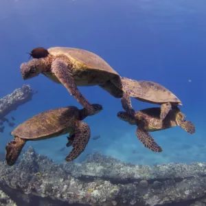 Scuba diver swimming near sea turtle underwater