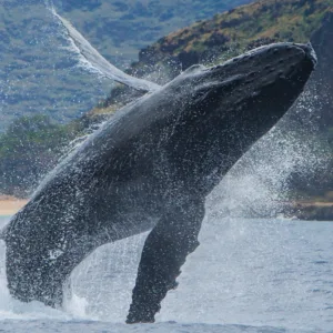 Humpback whale tail splashing in Hawaiian waters
