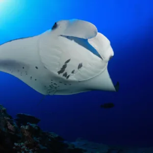 Night snorkeling tour with manta rays off Kona Coast