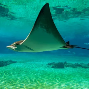 Nighttime snorkelers viewing manta rays underwater