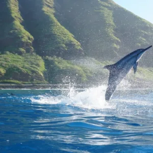 Catamaran cruising with dolphins swimming nearby