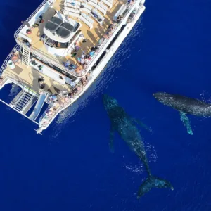 Whale watching and snorkeling tour boat in Maui waters