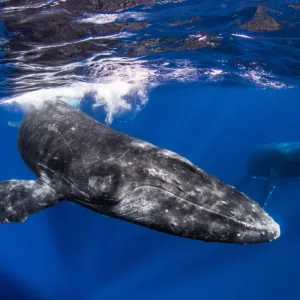 Luxury 65-foot catamaran whale watching in Maui