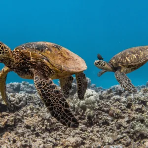 Snorkelers swimming near Hawaiian green sea turtles