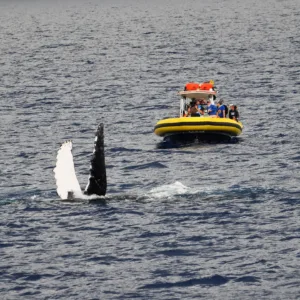 Boat on ocean with humpback whales breaching nearby