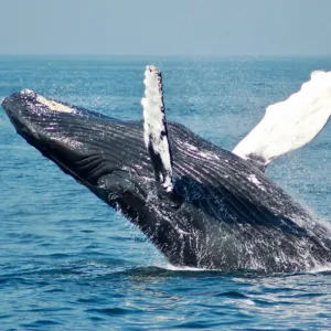 Sailing tour spotting humpback whales near Oahu