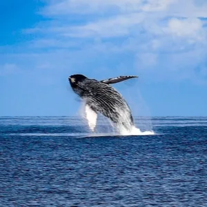 Two-hour whale watching tour aboard a Boston Whaler boat