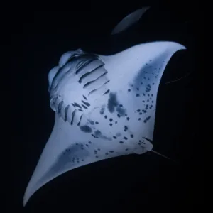 Combined day and night snorkeling adventure