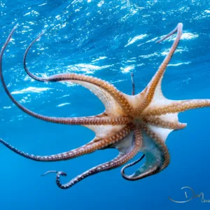Small group morning snorkel tour on Kohala Coast