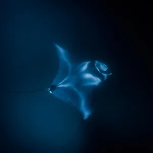 Snorkelers swimming near manta rays at night