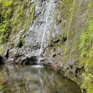 Hikers walking trail to Manoa Falls