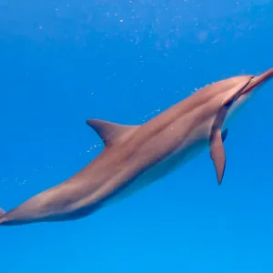 Small group snorkeling near coral reefs on Kohala Coast