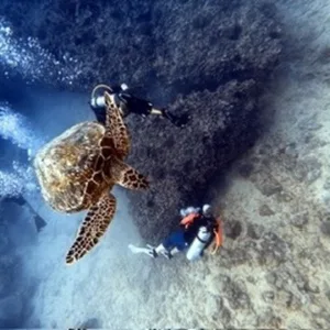 Group scuba diving class with instructor in Honolulu