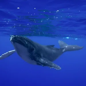 Deep Wisdom underwater film premiere in Kihei Maui