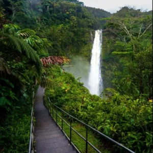 Half day tour group exploring Hilo’s lush rainforest