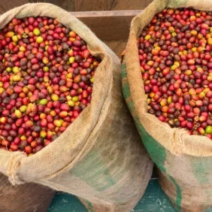 Rows of coffee plants on Hawaiian farm