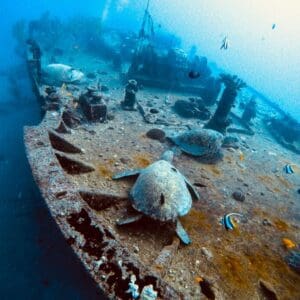 Honolulu Wreck/Reef Boat Dive