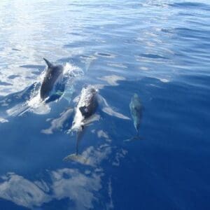 Glass Bottom Reef Tour