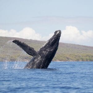 From Ma'alaea Harbor: Whale Watch Tours Aboard the Quicksilver