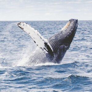 Seasonal Whale Watching