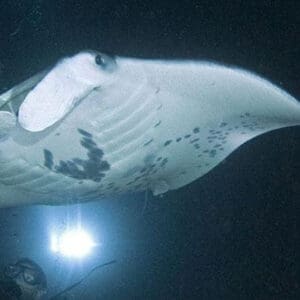 Majestic Manta Rays Snorkel/ 1-Tank Scuba Dive Adventure