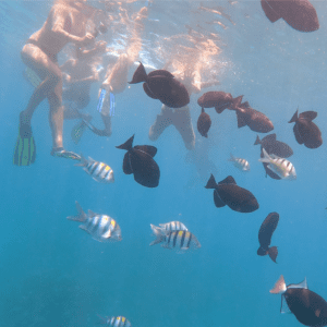 Kealakekua Bay / Captain Cook Monument Snorkel