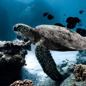 Public Snorkel Cruise