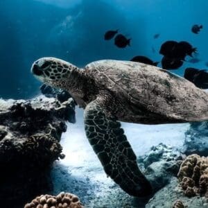 Public Snorkel Cruise