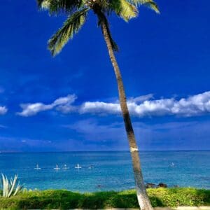 Stand Up Paddle Turtle KIhei 7:30am