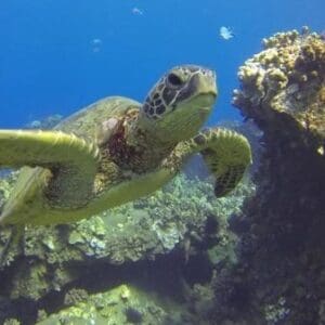 VIP Aloha Nui Snorkel and SCUBA Adventure