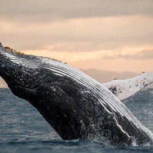 Humpback Whale Watching Adventure