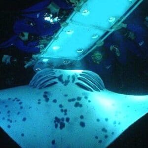 Sunset Manta Ray Snorkel Experience