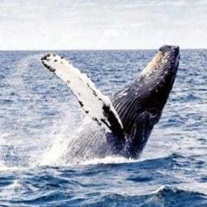 Snorkel/Nature Cruise Combo