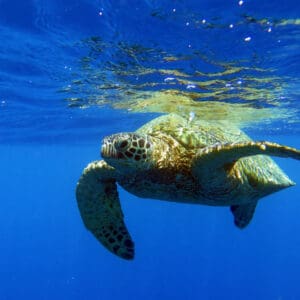 Turtle Canyon Adventure