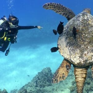 2 Tank Shallow Reef Boat Dives - Waikiki