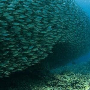 Afternoon Reef & Manta Snorkel/2-Tank Scuba Adventure